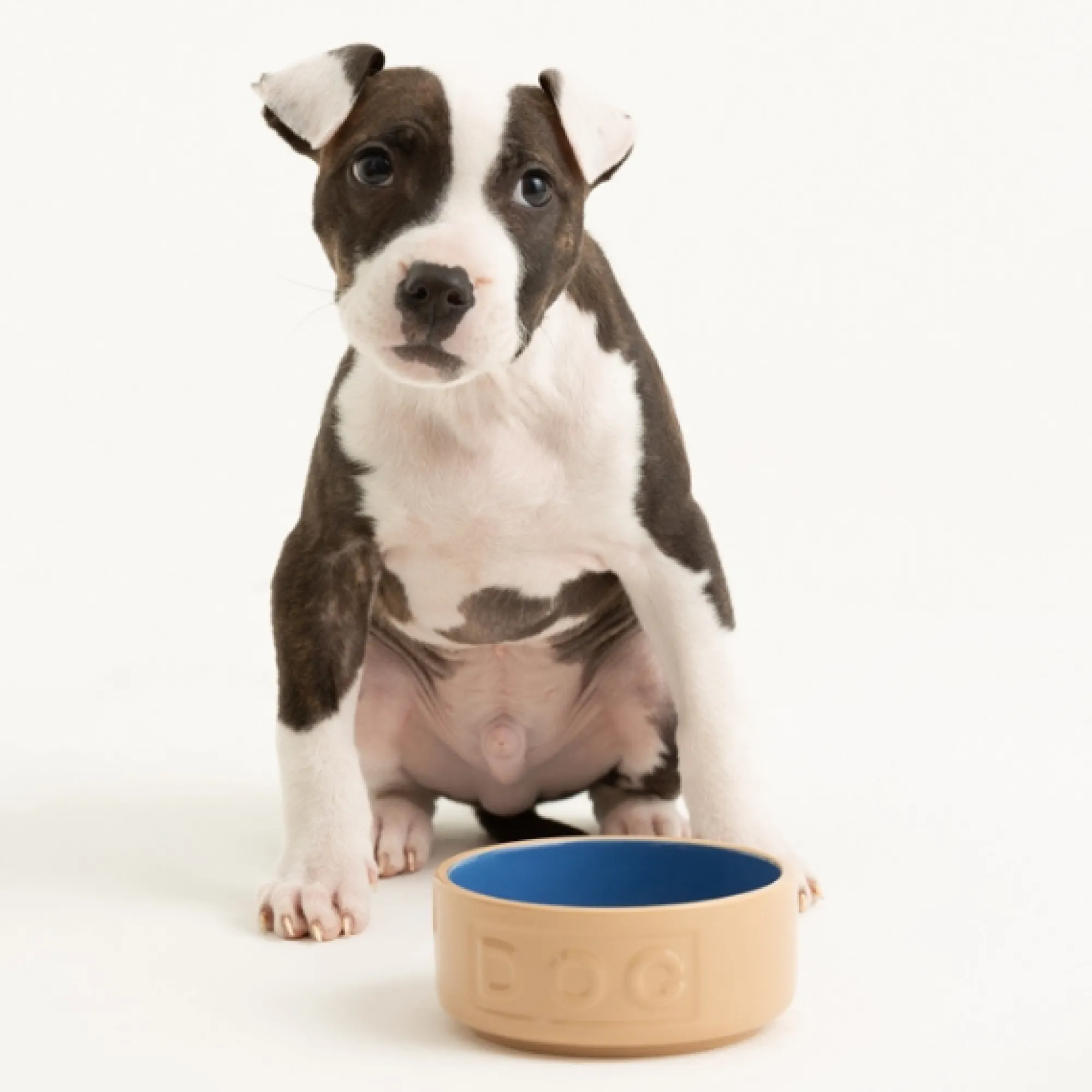 Cane Pet Bowls|Dog Bowls>Mason Cash Cane & Blue Lettered Dog Bowl 13cm