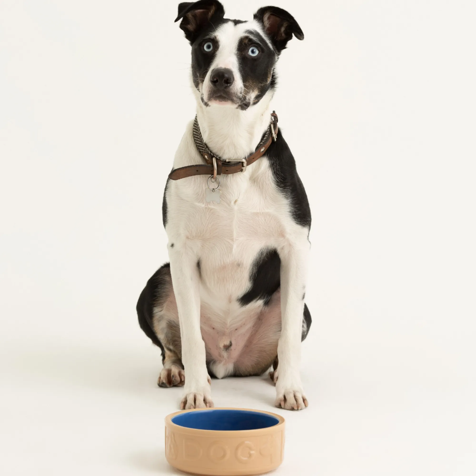 Cane Pet Bowls|Dog Bowls>Mason Cash Cane & Blue Lettered Dog Bowl 18cm