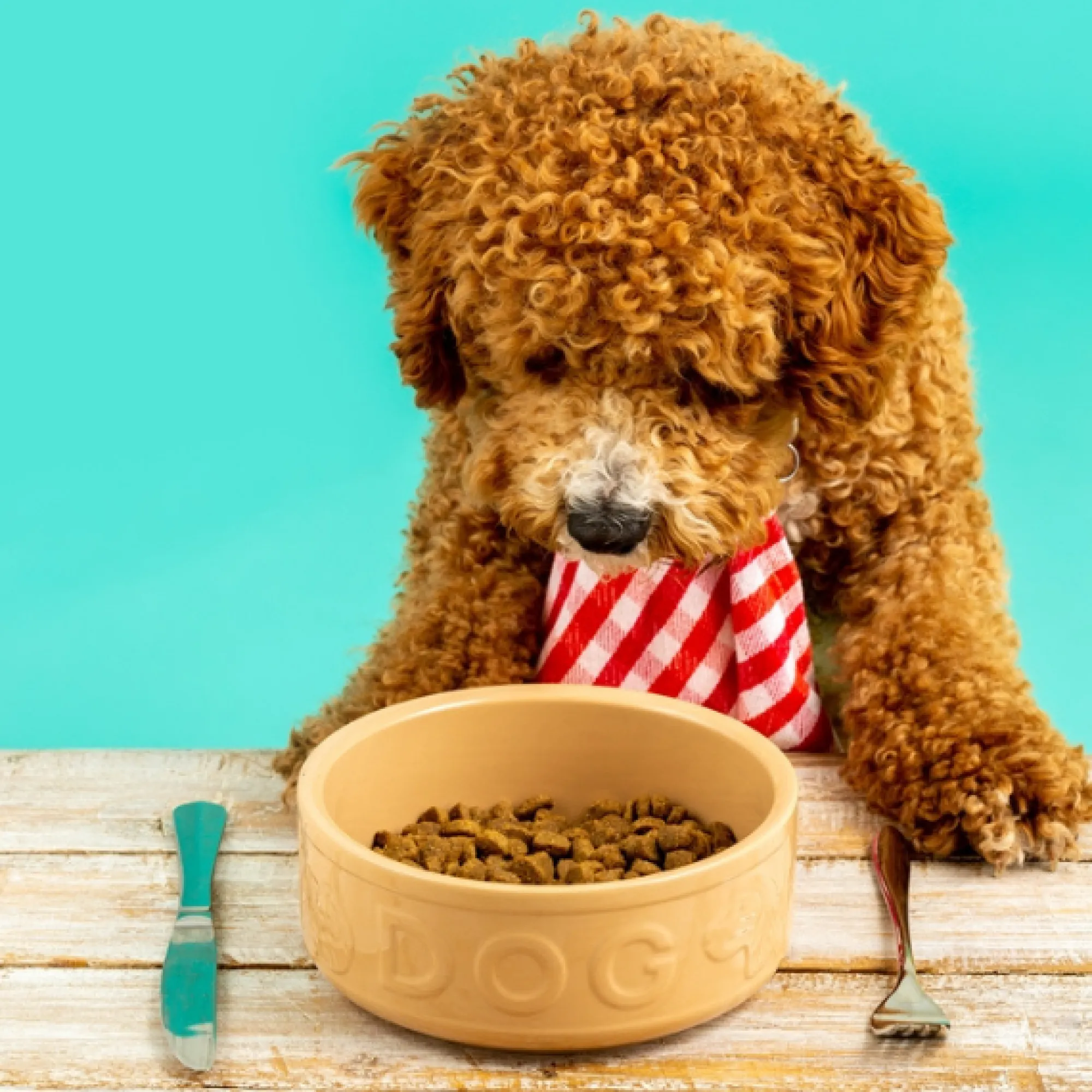 Cane Pet Bowls|Dog Bowls>Mason Cash Cane Lettered Dog Bowl 15cm