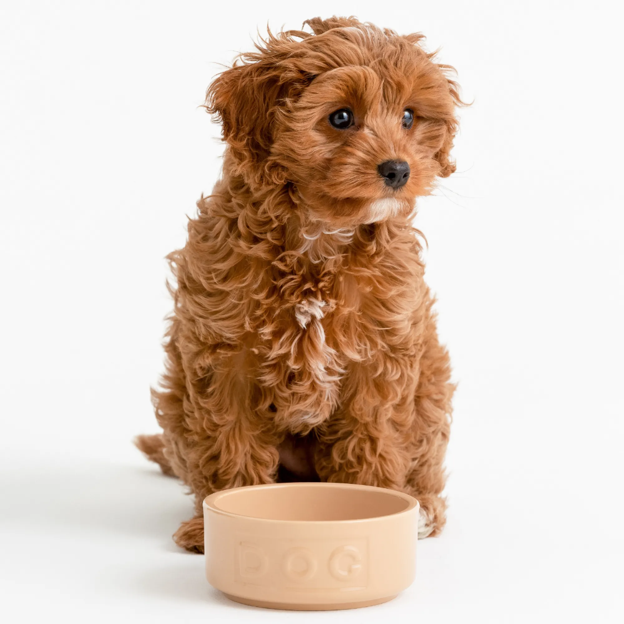 Cane Pet Bowls|Dog Bowls>Mason Cash Cane Lettered Dog Bowl 13cm