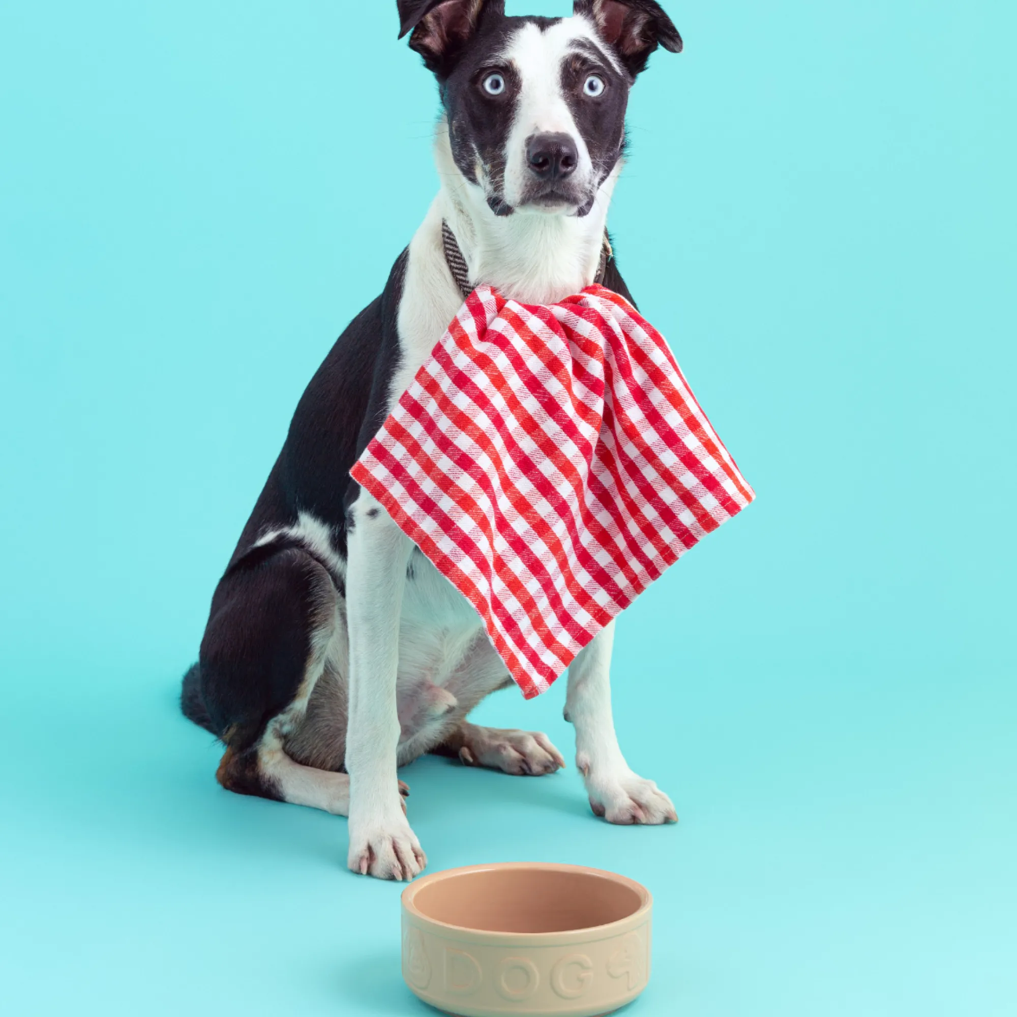 Cane Pet Bowls|Dog Bowls>Mason Cash Cane Lettered Dog Bowl 18cm