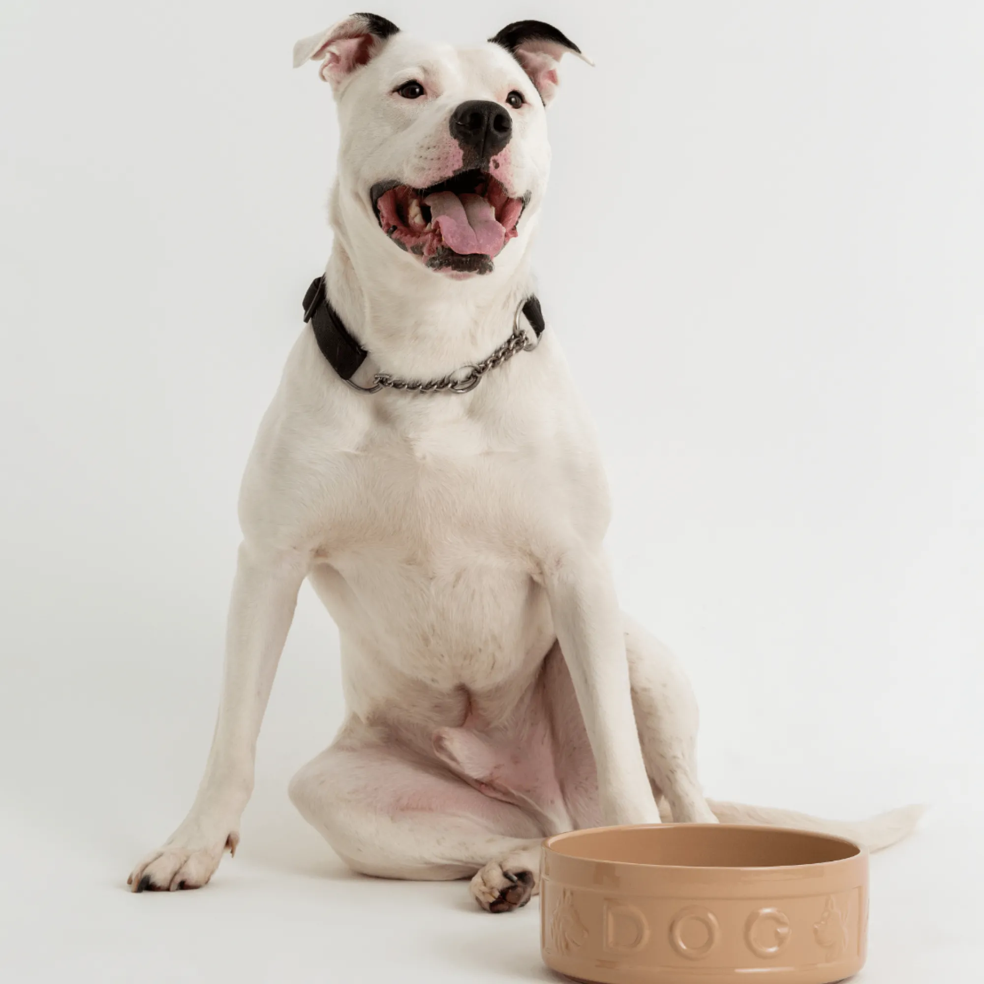 Cane Pet Bowls|Dog Bowls>Mason Cash Cane Lettered Dog Bowl 25cm