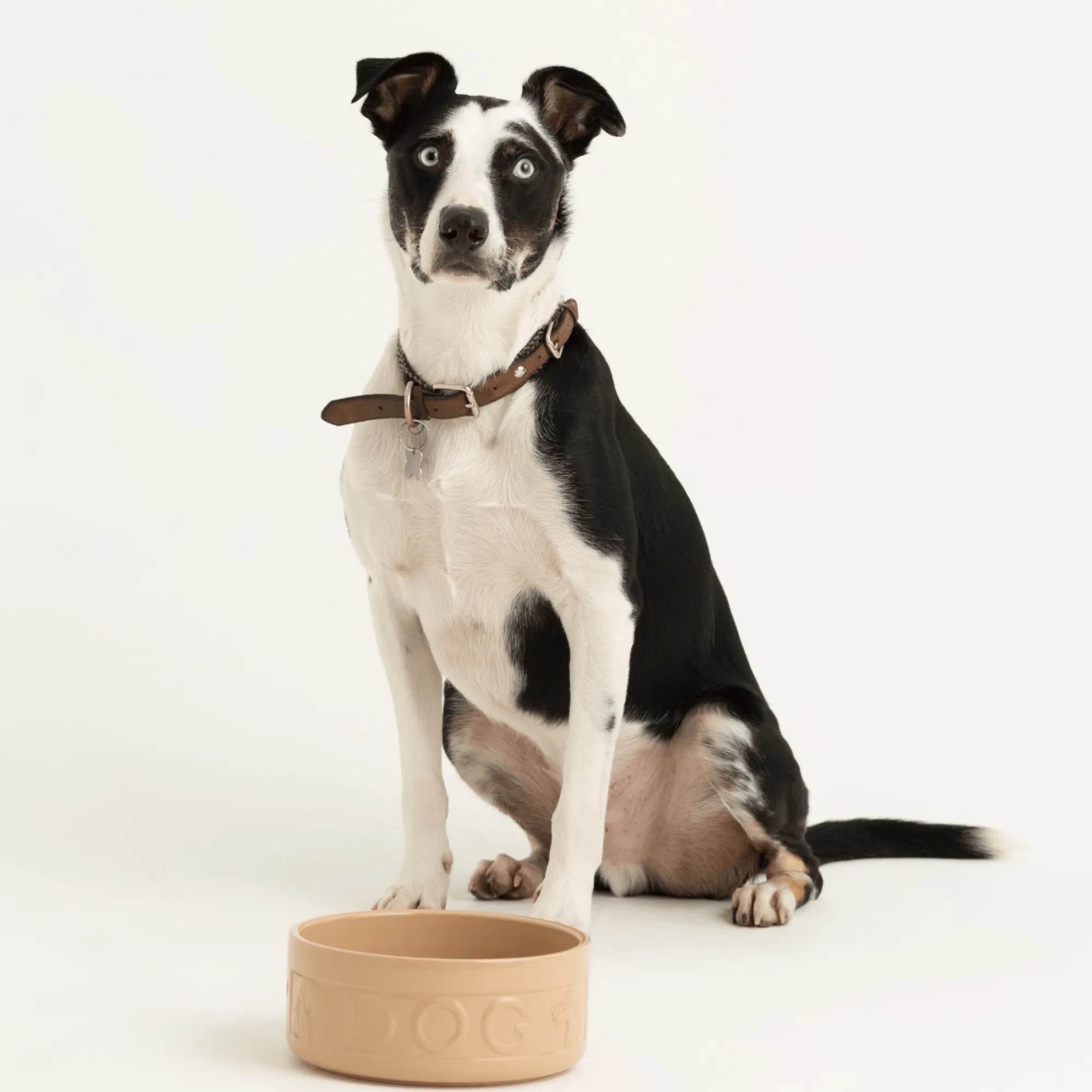 Cane Pet Bowls|Dog Bowls>Mason Cash Cane Lettered Dog Bowl 25cm