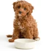 Decorated Pet Bowls|Dog Bowls>Mason Cash Colour Mix Cream Set Of 2 Dog Bowls 15cm