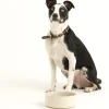 Decorated Pet Bowls|Dog Bowls>Mason Cash Colour Mix Cream Set Of 2 Dog Bowls 20cm