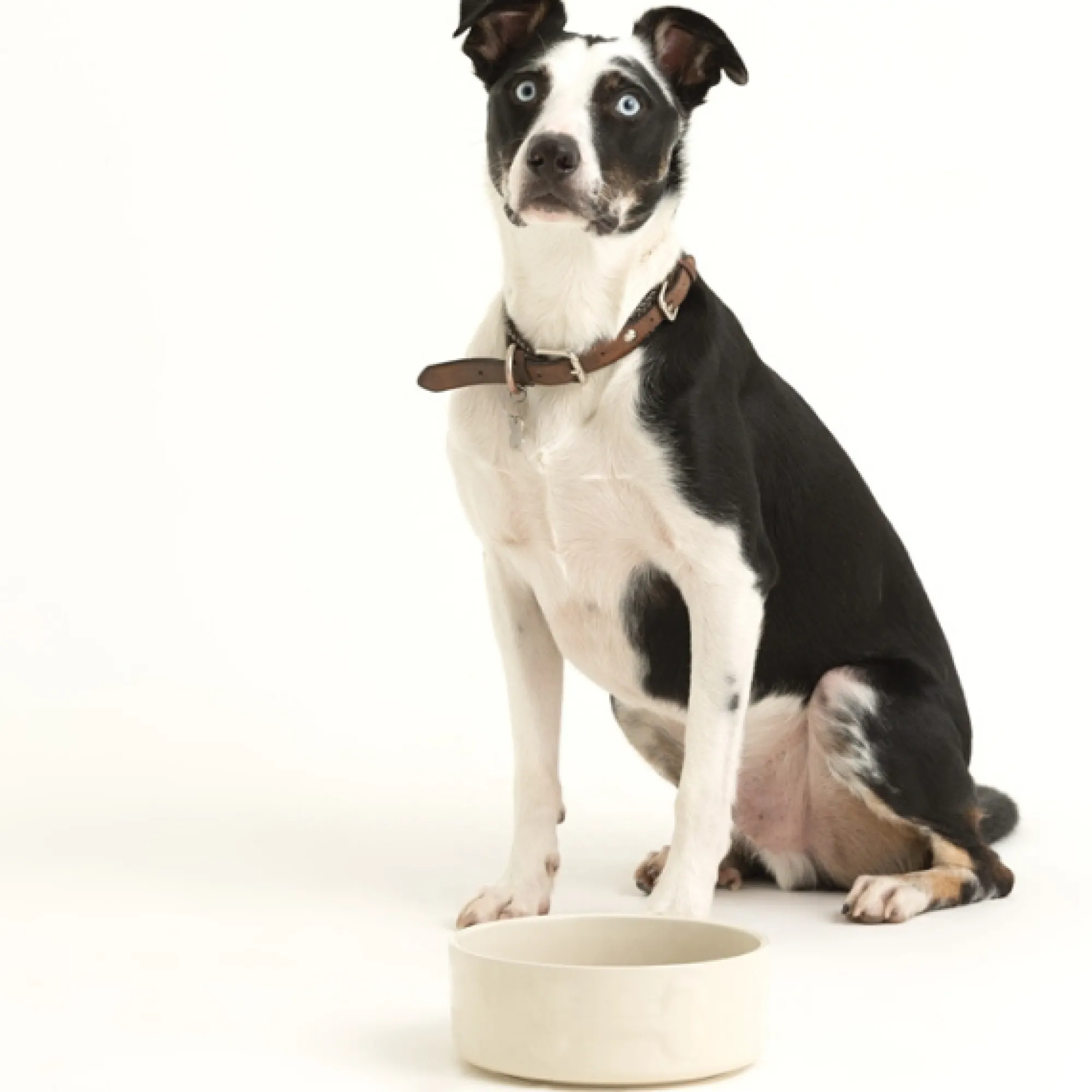 Decorated Pet Bowls|Dog Bowls>Mason Cash Colour Mix Cream Set Of 2 Dog Bowls 20cm