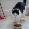 Decorated Pet Bowls|Cat Bowls>Mason Cash Colour Mix Cream Set Of 2 Cat Saucers 13cm