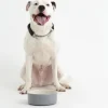 Decorated Pet Bowls|Dog Bowls>Mason Cash Colour Mix Grey Set Of 2 Dog Bowls 20cm