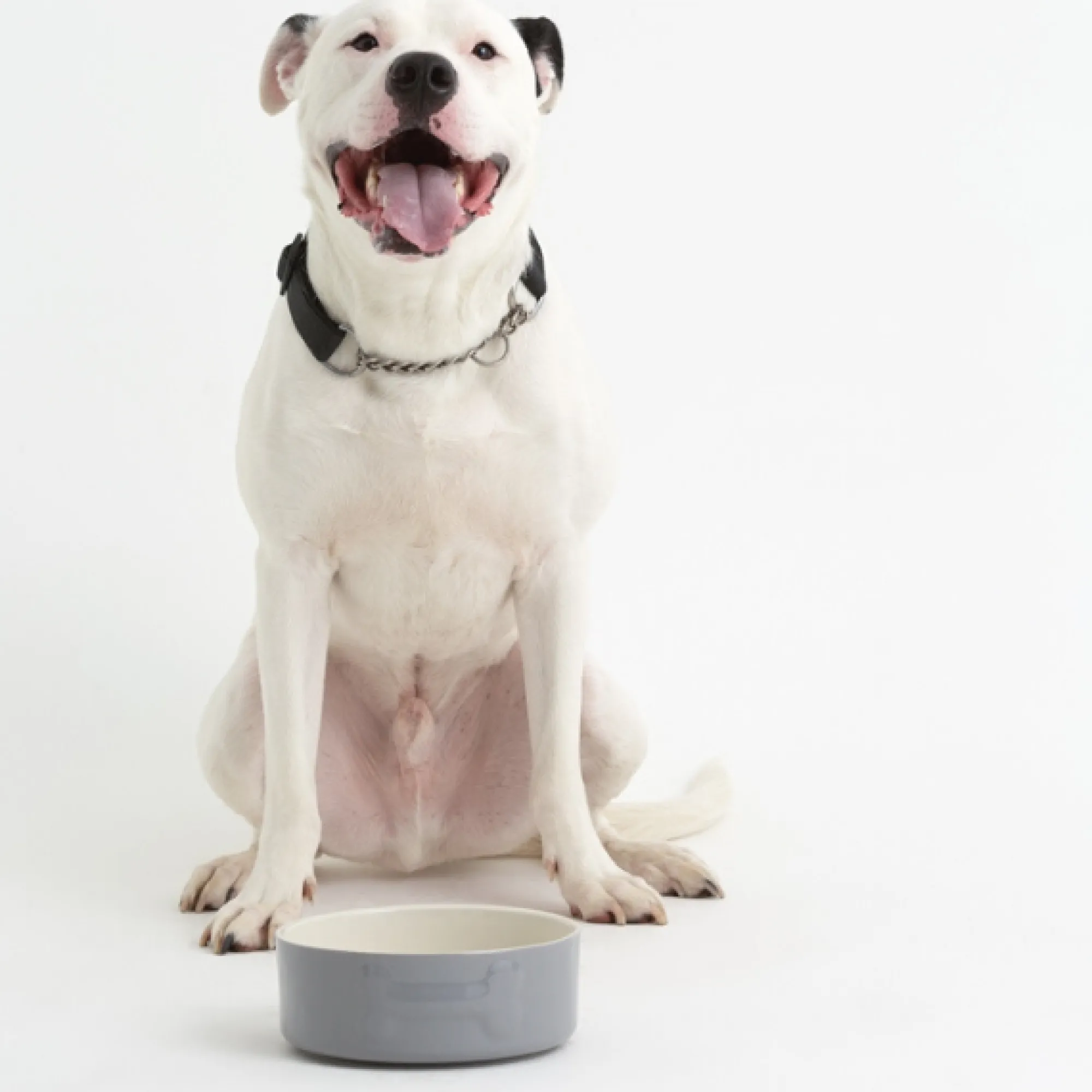 Decorated Pet Bowls|Dog Bowls>Mason Cash Colour Mix Grey Set Of 2 Dog Bowls 20cm