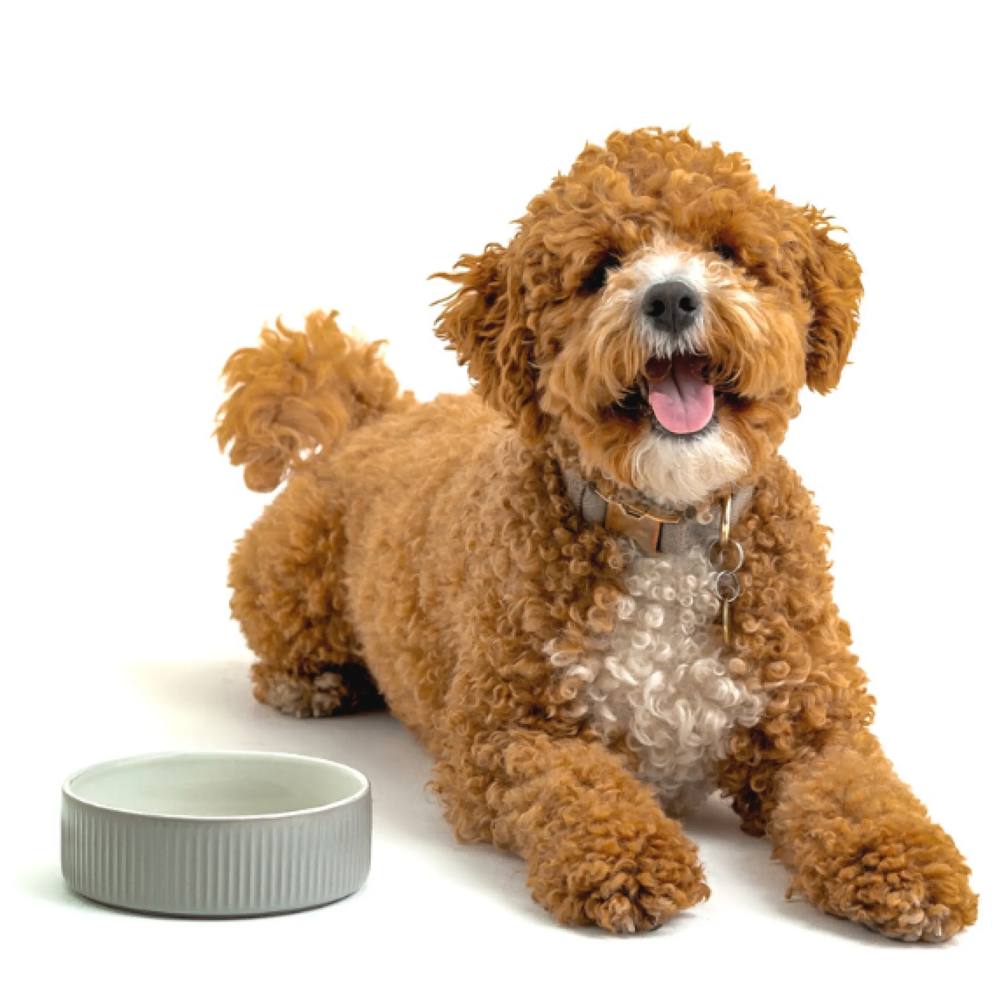 Decorated Pet Bowls|Dog Bowls>Mason Cash Linear Grey Set Of 2 Pet Bowls 15x5cm