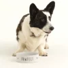 Decorated Pet Bowls|Dog Bowls>Mason Cash Pawfect Set Of 2 Dog Bowls 15x5cm