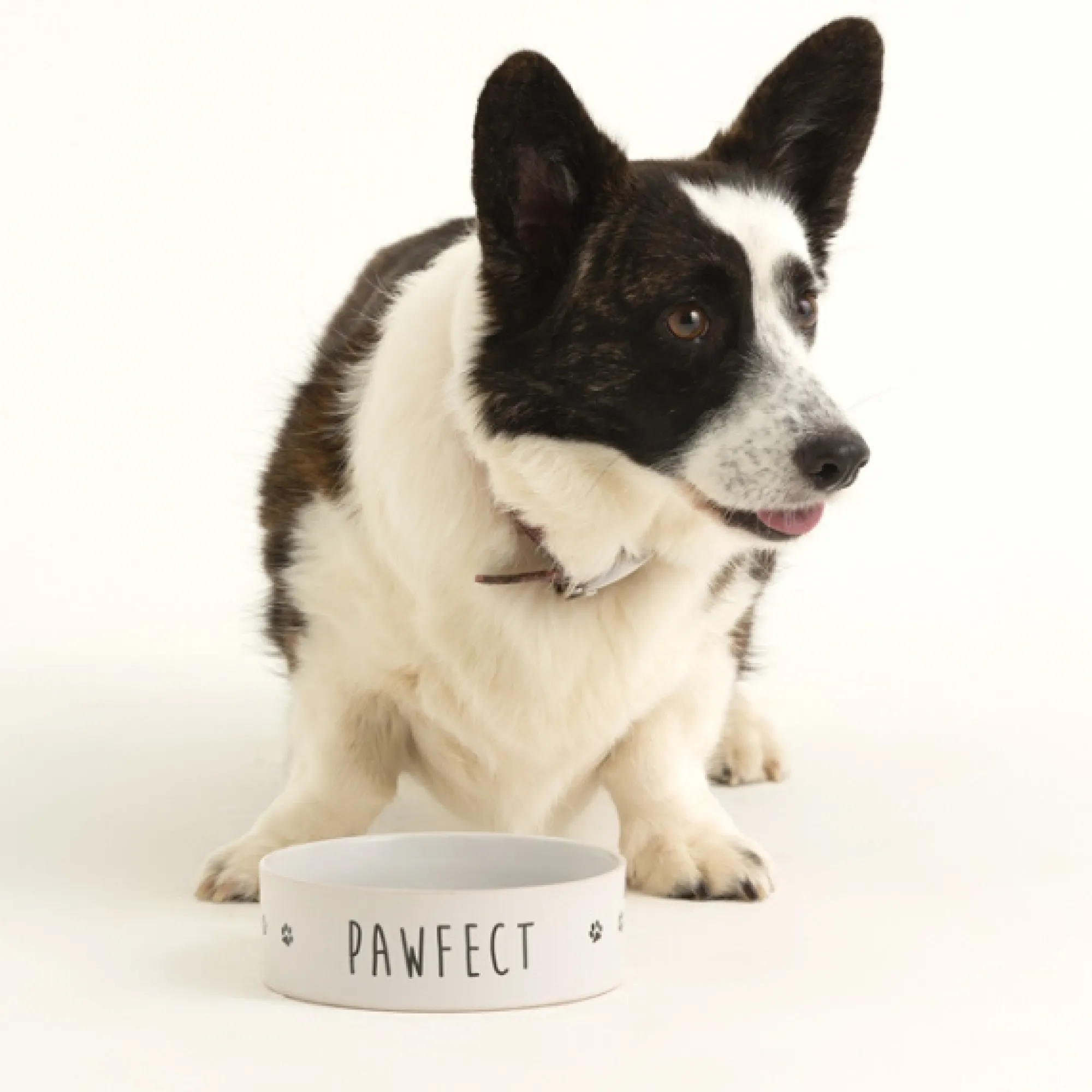 Decorated Pet Bowls|Dog Bowls>Mason Cash Pawfect Set Of 2 Dog Bowls 15x5cm