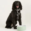 Decorated Pet Bowls|Dog Bowls>Mason Cash Polka Dot Sage Set Of 2 Dog Bowls 18cm