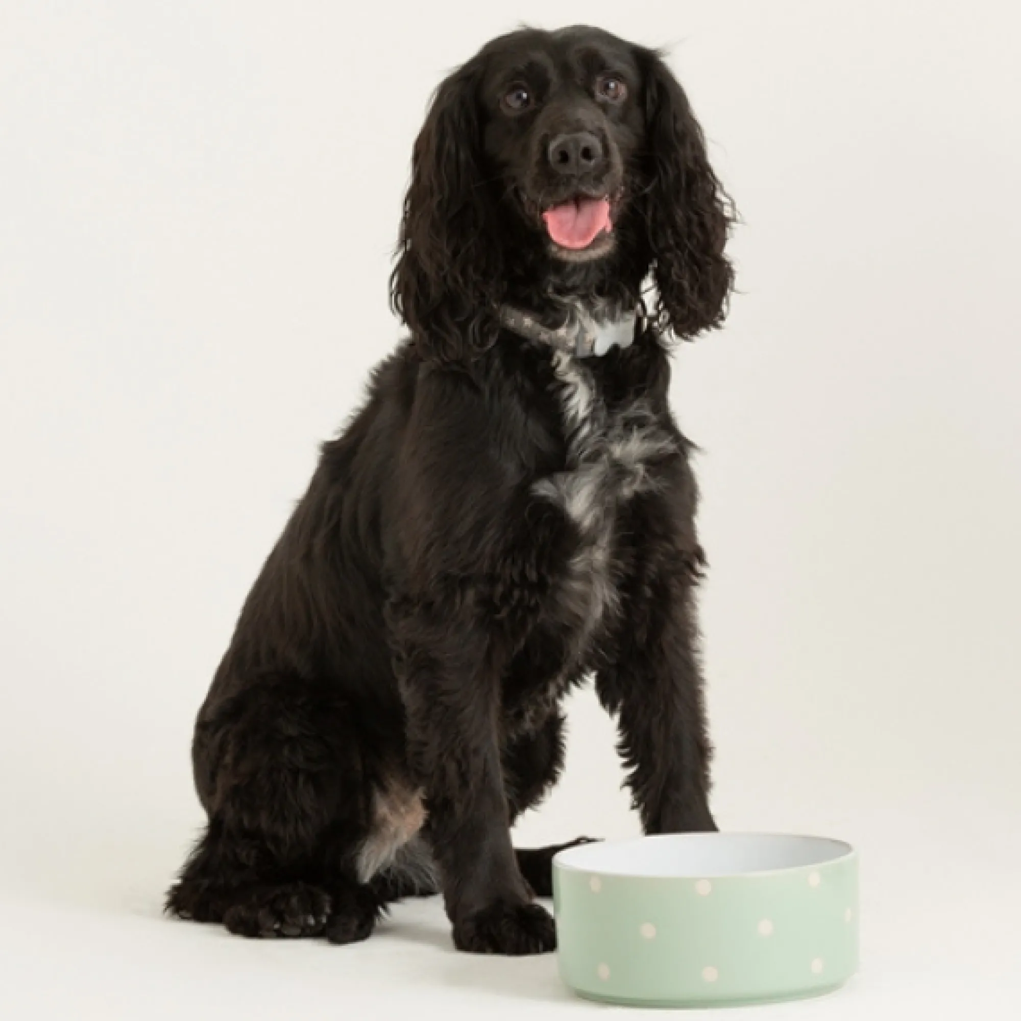 Decorated Pet Bowls|Dog Bowls>Mason Cash Polka Dot Sage Set Of 2 Dog Bowls 18cm