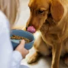 Decorated Pet Bowls|Dog Bowls>Mason Cash Reactive Paw 15x5cm Bowl