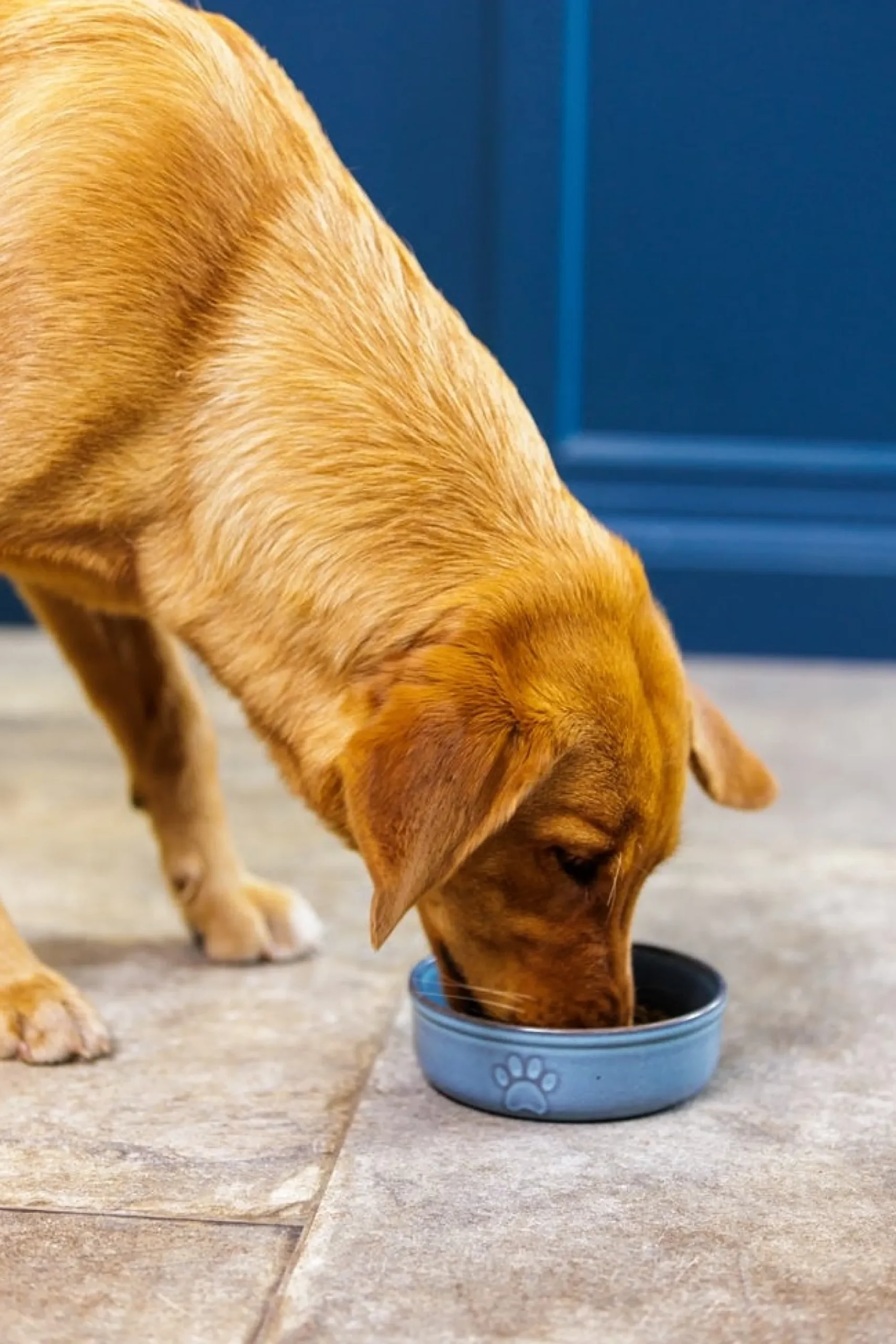 Decorated Pet Bowls|Dog Bowls>Mason Cash Reactive Paw 15x5cm Bowl